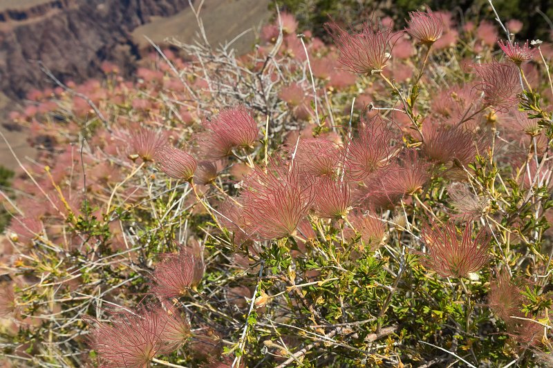 Apache Plume (Fallugia paradoxa), Grand Canyon National Park, Arizona, USA | Grand Canyon National Park - Arizona, USA (IMG_7663.jpg)