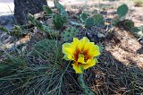 Prickly Pear Cactus in Bloom, Grand Canyon National Park, Arizona, USA