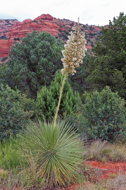 Sedona, Arizona, USA | Short Visit to Sedona - Arizona, USA (IMG_7736.jpg)