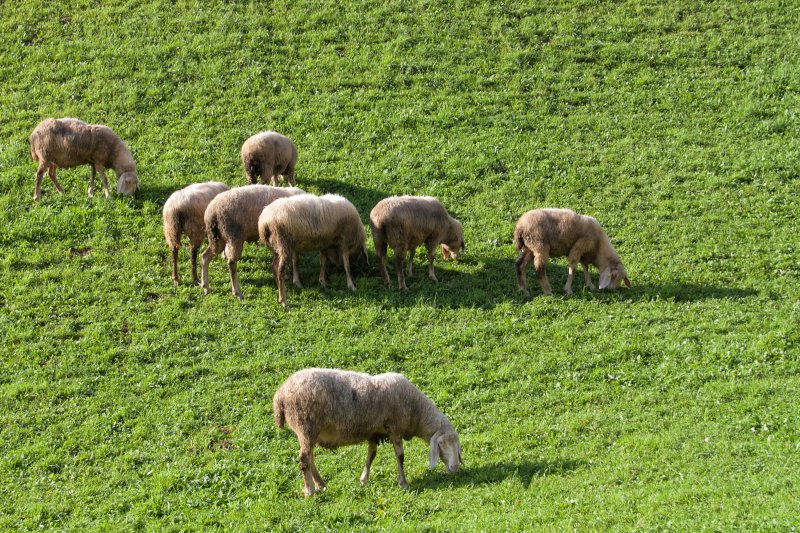 Grazing sheep, Schwaz, Tyrol, Austria | Austrian Scenery (IMG_7420.jpg)
