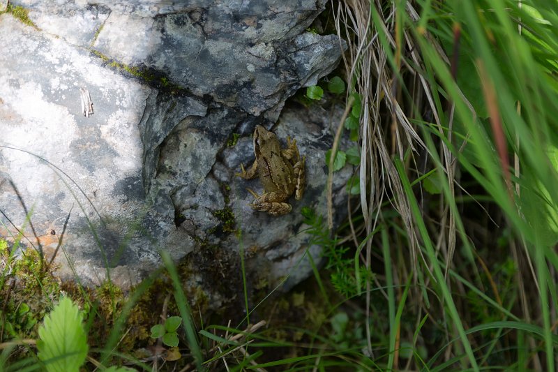 Tiny Frog, Lake Blindsee, Biberwier, Tyrol, Austria | Austrian Scenery - Part III (IMG_4767.jpg)