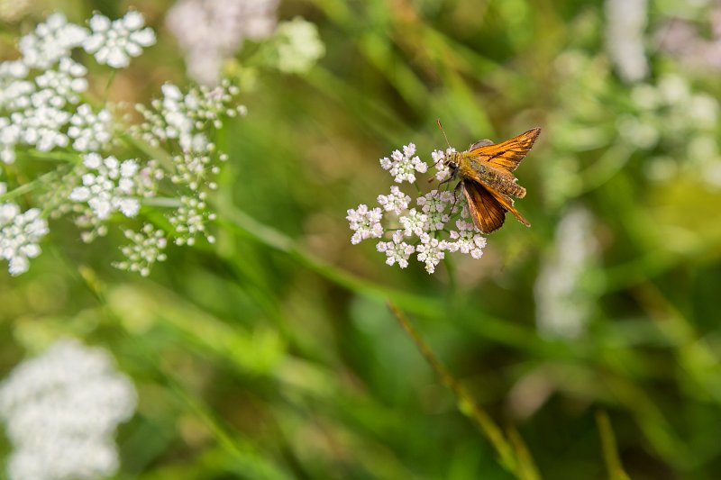 Butterfly on a Flower, Lake Blindsee, Biberwier, Tyrol, Austria | Austrian Scenery - Part III (IMG_4770.jpg)