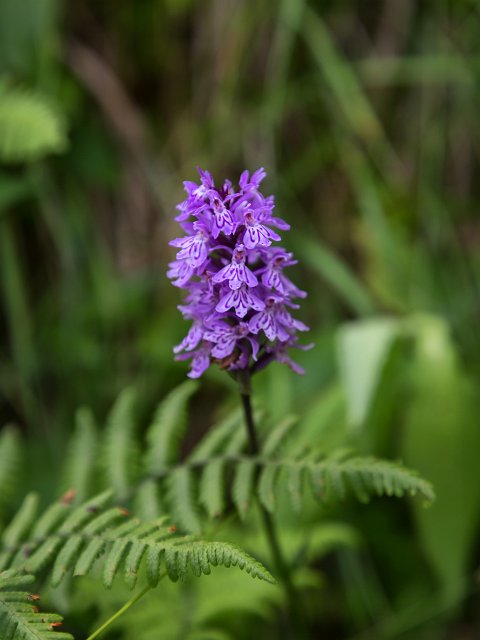Common Spotted Orchids, Lake Weissensee, Biberwier, Tyrol, Austria | Austrian Scenery - Part III (IMG_4929.jpg)