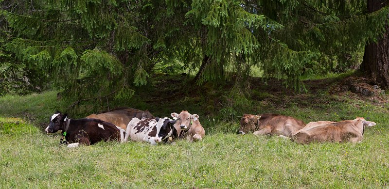 Cows Resting, Lake Weissensee, Biberwier, Tyrol, Austria | Austrian Scenery - Part III (IMG_4932.jpg)