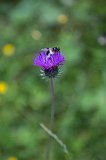Thistle and Insect, Lake Blindsee, Biberwier, Tyrol, Austria