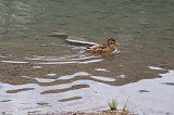 Duck, Lake Weissensee, Biberwier, Tyrol, Austria