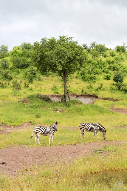 Two Zebras, Chobe National Park, Botswana | Chobe National Park - Botswana (IMG_0644.jpg)