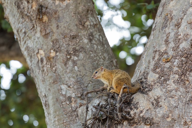 Smith's Bush Squirrel, Chobe National Park | Chobe National Park - Botswana (IMG_0673.jpg)