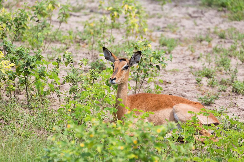 Impala, Chobe National Park | Chobe National Park - Botswana (IMG_0677.jpg)