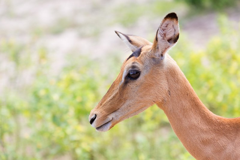 Closeup on Impala | Chobe National Park - Botswana (IMG_0700.jpg)
