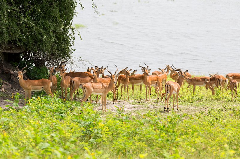 Herd of Impalas on Banks of Chobe River | Chobe National Park - Botswana (IMG_0704.jpg)