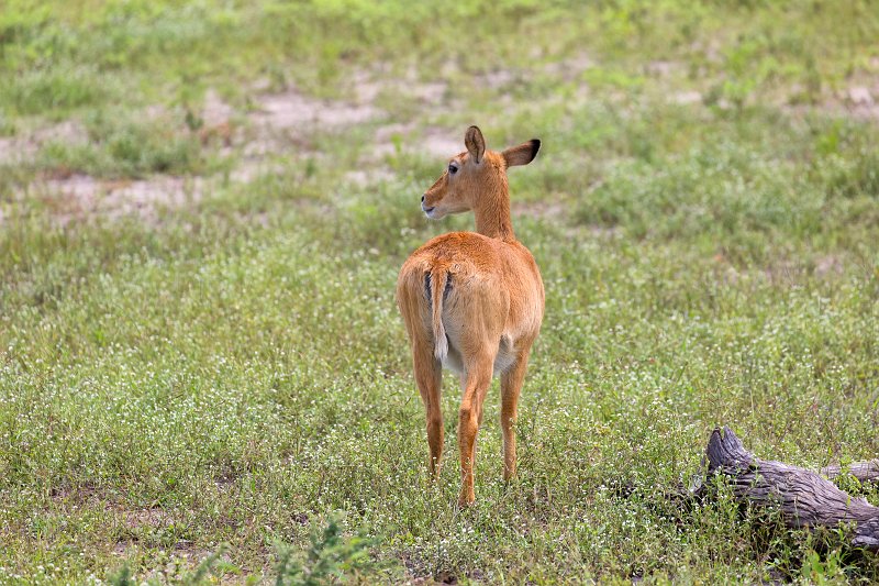 Female Puku, Chobe National Park | Chobe National Park - Botswana (IMG_0709.jpg)