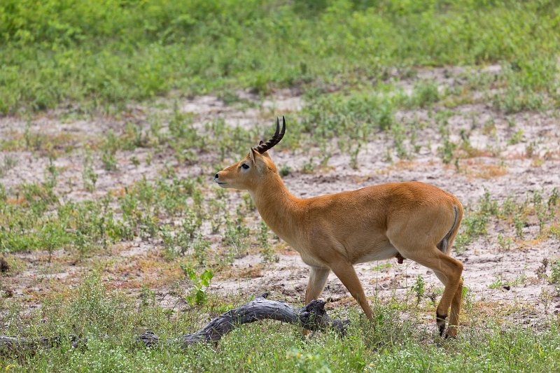 Male Puku, Chobe National Park | Chobe National Park - Botswana (IMG_0710.jpg)
