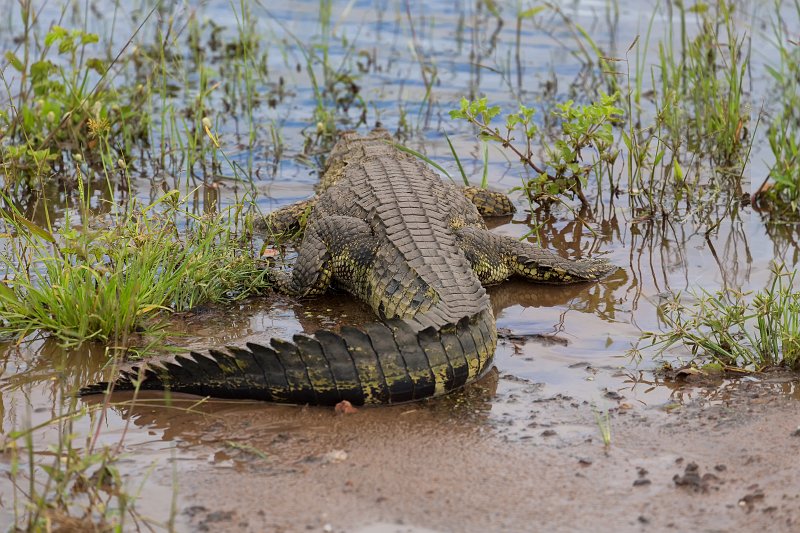 Nile Crocodile, Chobe National Park, Botswana | Chobe National Park - Botswana (IMG_0723_24.jpg)