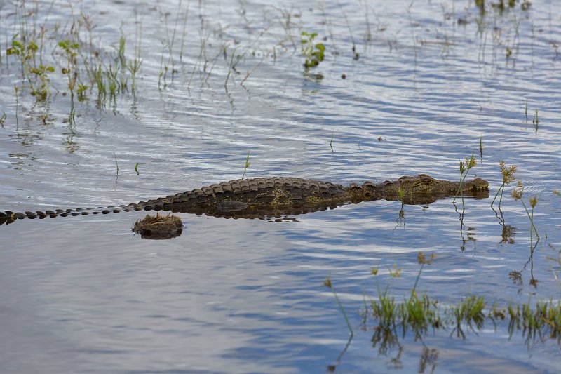 Nile Crocodile Swimming in Chobe River | Chobe National Park - Botswana (IMG_0725.jpg)