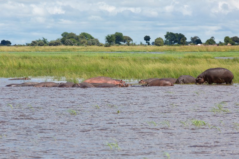 Hippos in Chobe River | Chobe National Park - Botswana (IMG_0800.jpg)