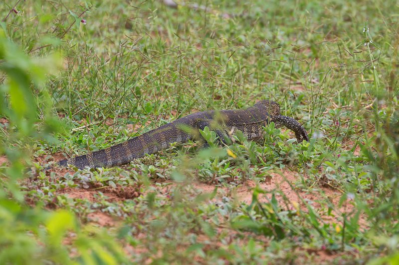 Monitor Lizard | Chobe National Park - Botswana (IMG_0817.jpg)