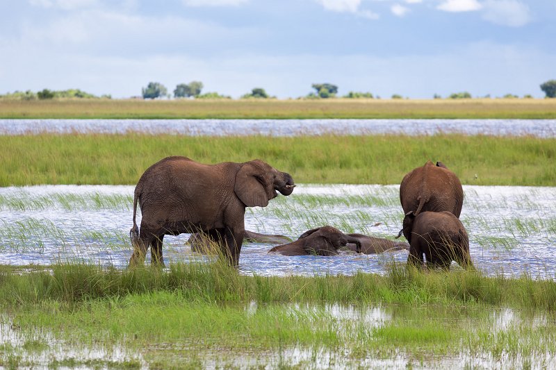Elephants Bathing in Chobe River | Chobe National Park - Botswana (IMG_0847.jpg)