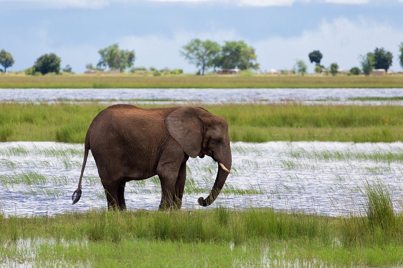 African Bush Elephant, Chobe National Park | Chobe National Park - Botswana (IMG_0850.jpg)