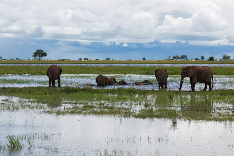 African Bush Elephants Bathing in Chobe River | Chobe National Park - Botswana (IMG_0858.jpg)