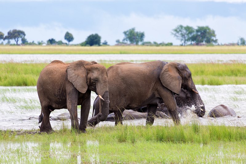 African Bush Elephants, Chobe National Park | Chobe National Park - Botswana (IMG_0876.jpg)