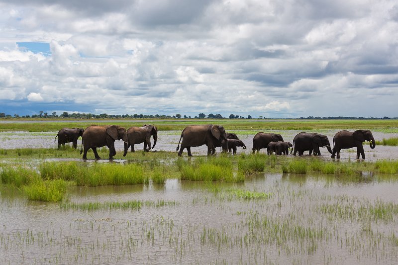 Elephants in Chobe River | Chobe National Park - Botswana (IMG_0885.jpg)