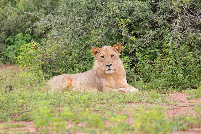 Southern African Lion, Chobe National Park | Chobe National Park - Botswana (IMG_0916_29.jpg)