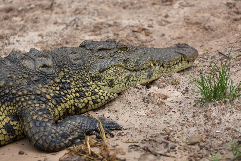 Nile Crocodile | Chobe National Park - Botswana (IMG_1040.jpg)