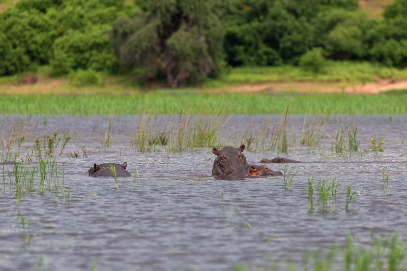 Hippos, Chobe National Park | Chobe National Park - Botswana (IMG_1052.jpg)