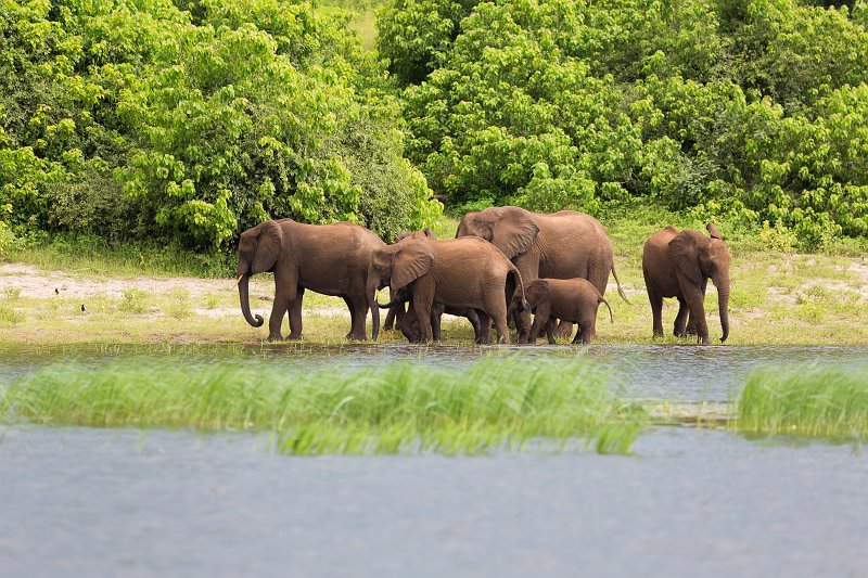 African Bush Elephants | Chobe National Park - Botswana (IMG_1067.jpg)