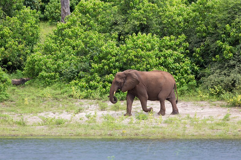 African Bush Elephant | Chobe National Park - Botswana (IMG_1073.jpg)
