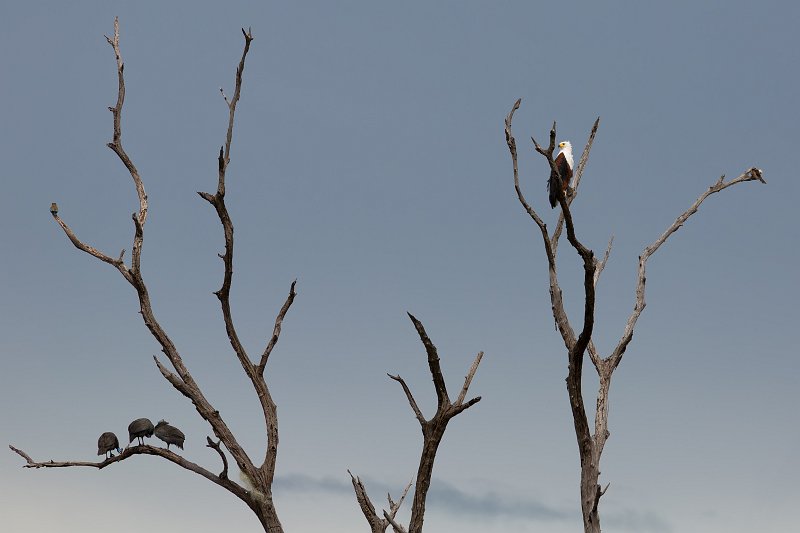 African Fish Eagle and Helmeted Guineafowls on a Tree | Chobe National Park - Botswana (IMG_1110.jpg)