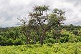 Trees, Chobe National Park, Botswana