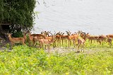 Herd of Impalas on Banks of Chobe River