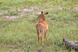 Female Puku, Chobe National Park