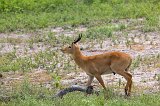 Male Puku, Chobe National Park