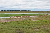 Herd of Impalas, Chobe National Park