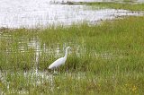 Intermediate Egret, Chobe National Park