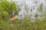 Squacco Heron, Chobe National Park