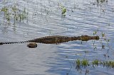 Nile Crocodile Swimming in Chobe River