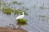 Little Egret, Chobe National Park