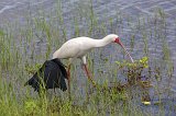 African Spoonbill and Black Heron, Chobe National Park