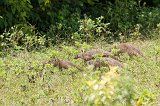 Banded Mongooses