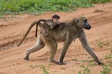 Chacma Baboon and her Infant, Chobe National Park