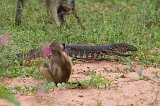 Monitor Lizard and Chacma Baboons