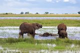 Elephants Bathing in Chobe River