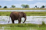 African Bush Elephant, Chobe National Park