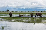 African Bush Elephants Bathing in Chobe River