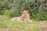 Southern African Lion, Chobe National Park