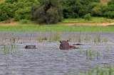 Hippos, Chobe National Park